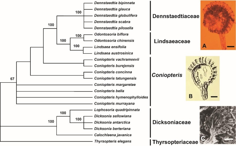 Re-evaluation of the systematic position of the Jurassic–Early Cretaceous fern genus Coniopteris