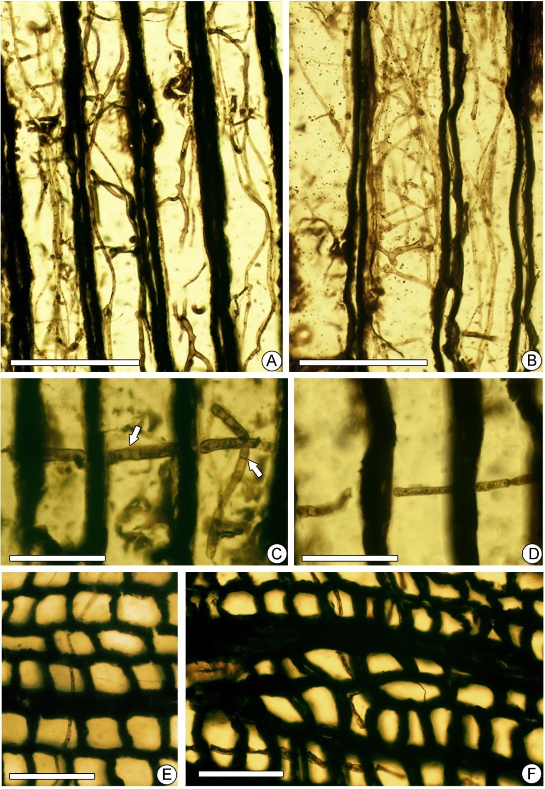 First record of Cretaceous wood rotting fungi in China