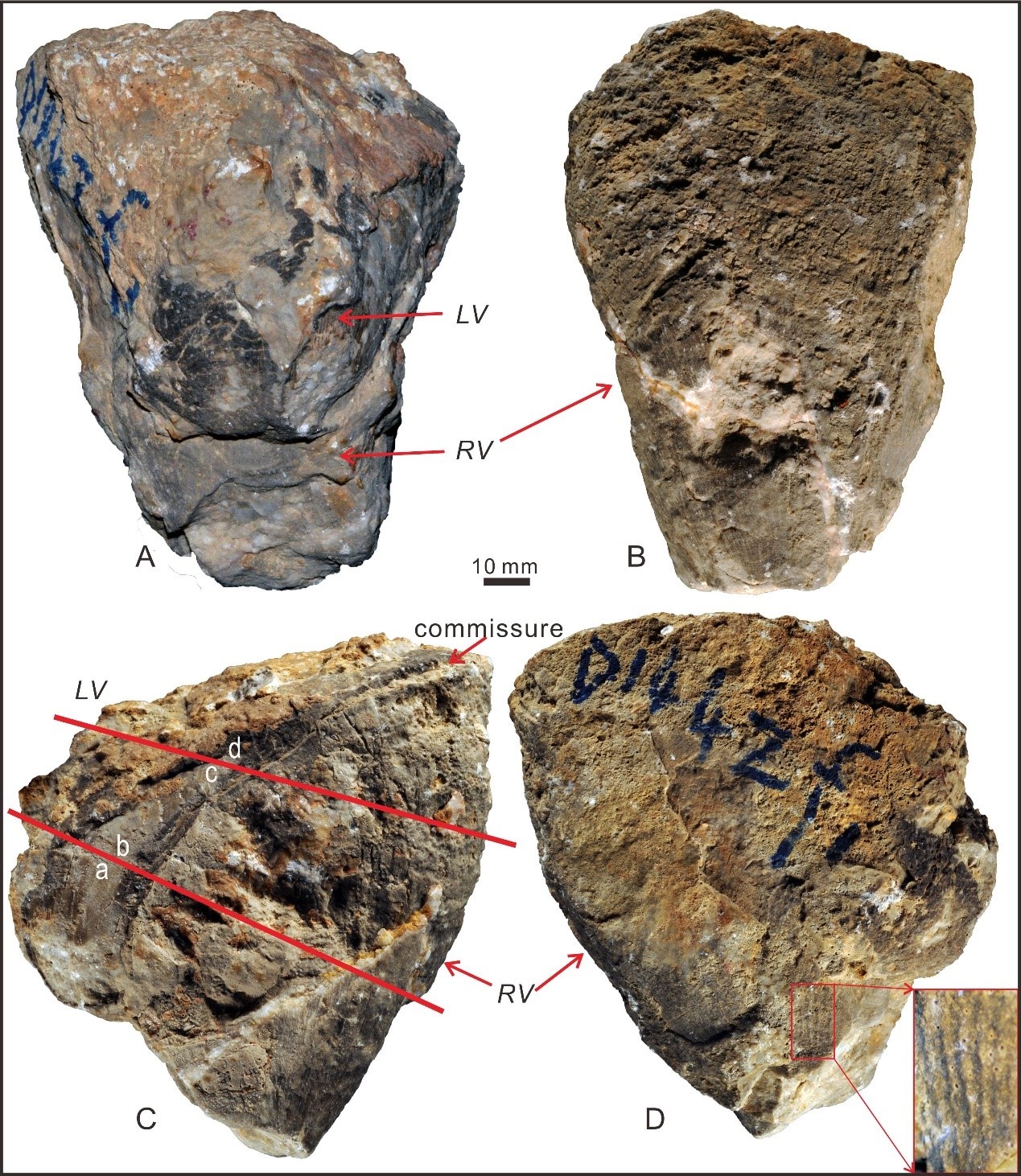 Shajia, a new genus of polyconitid rudist from the Langshan Formation of the Lhasa Block