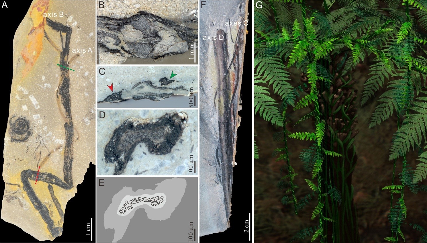 Researchers found a left-handed fern twiner in a Permian swamp forest
