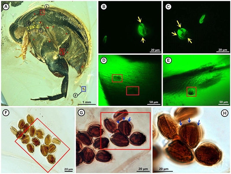 Earliest Evidence of Insect-angiosperm Pollination Found in Cretaceous Burmese Amber
