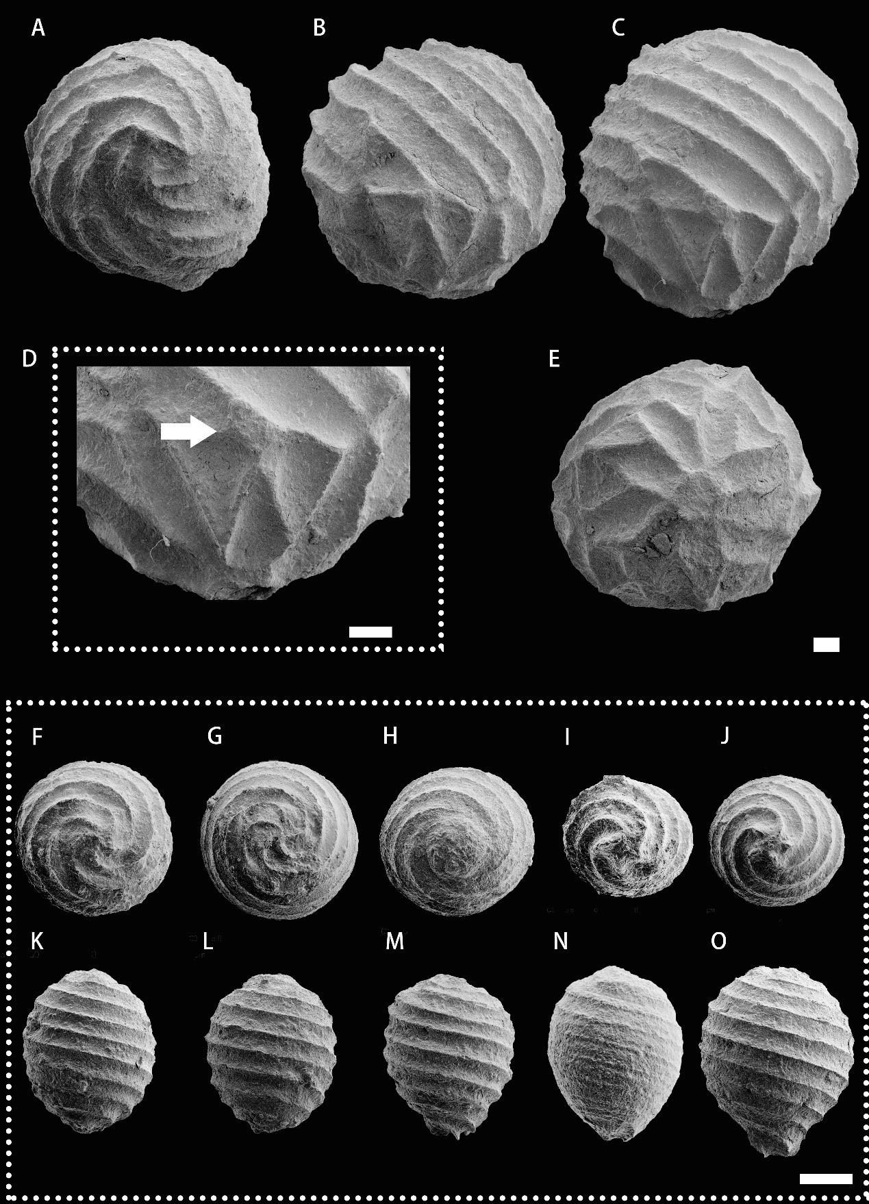 Filling a gap in the evolution of charophytes during the Turonian to Santonian