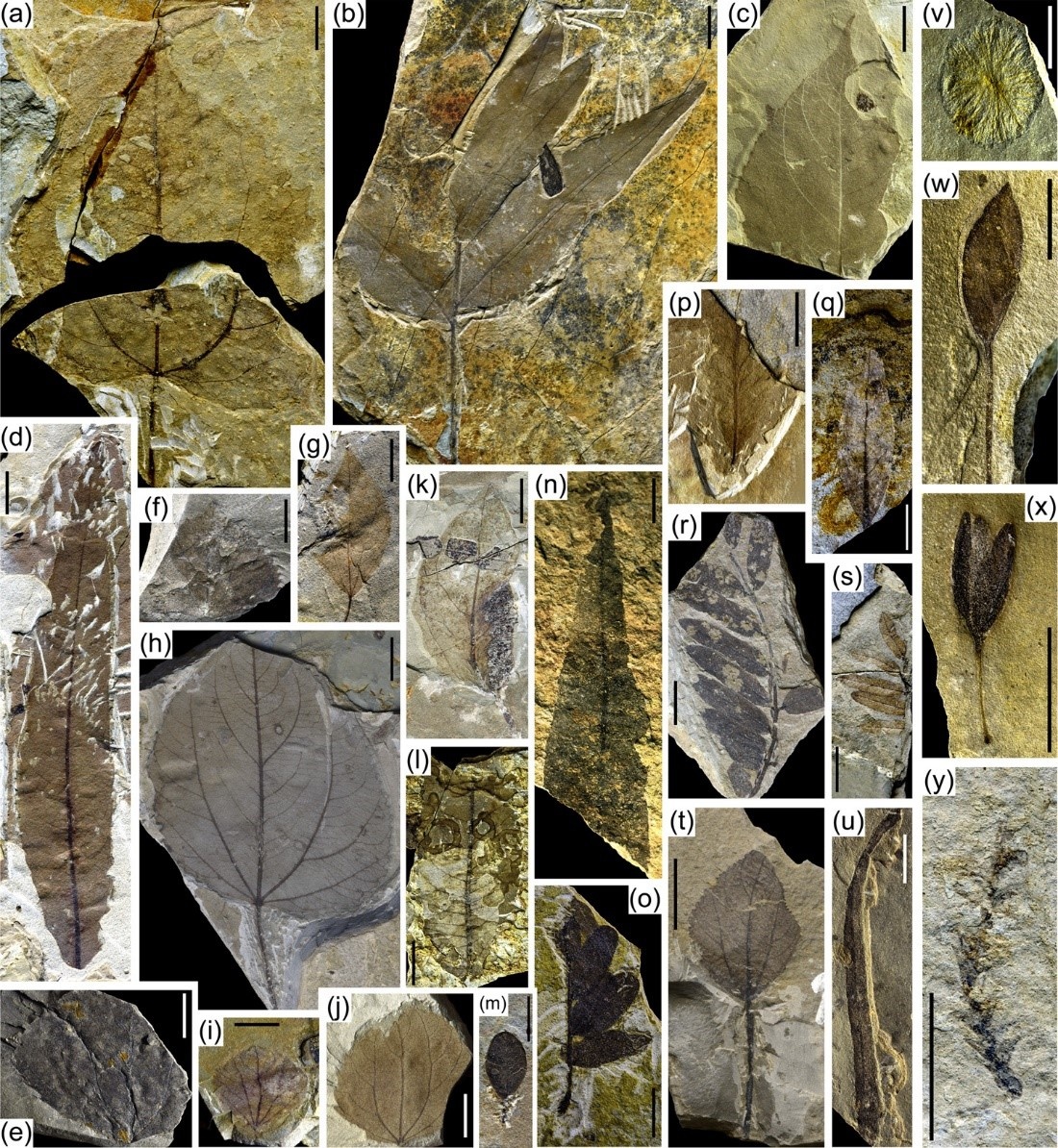 Qaidam leaf fossils reveals paleoelevation and paleoclimate of northeastern Tibet in early Oligocene