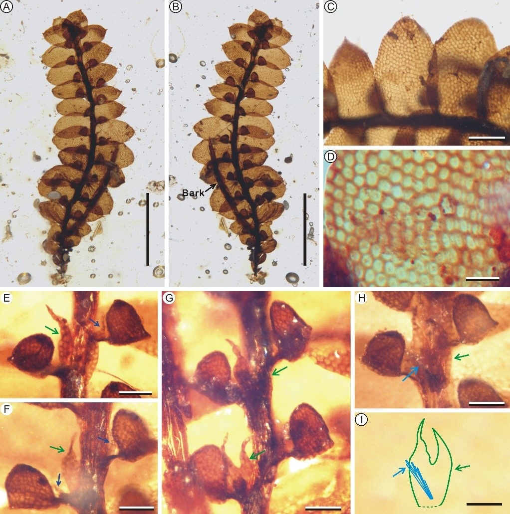 Discovery of a new leafy liverwort from mid-Cretaceous Burmese amber