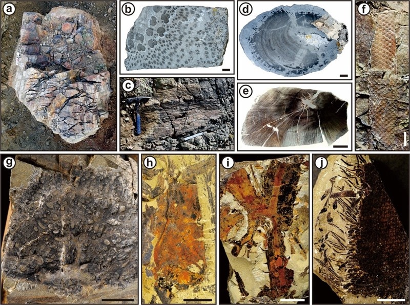 U-Pb age revealing oldest-known forest and FFB in West Junggar