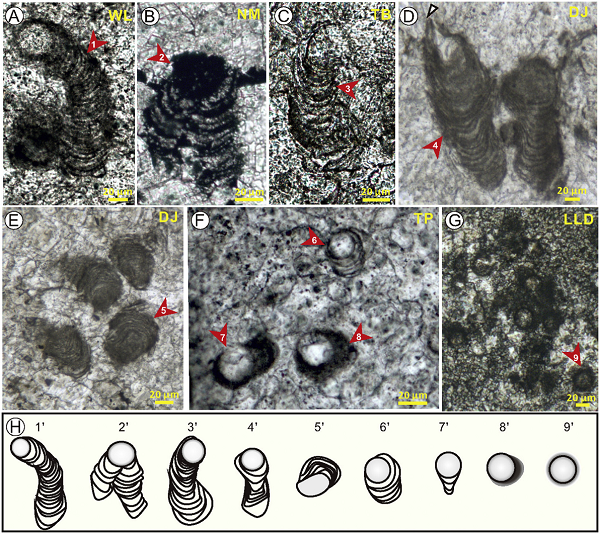 Polybessurus-like fossils contribute to the P/T boundary microbialites in South China