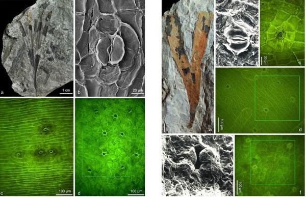 Jurassic Ginkgoalean plant fossils reveal the effects of reconstructing paleo-atmospheric CO2 concentration