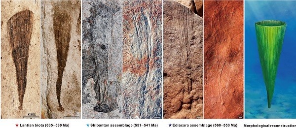 A tale of three taphonomic modes of the Ediacaran Fossil Flabellophyton