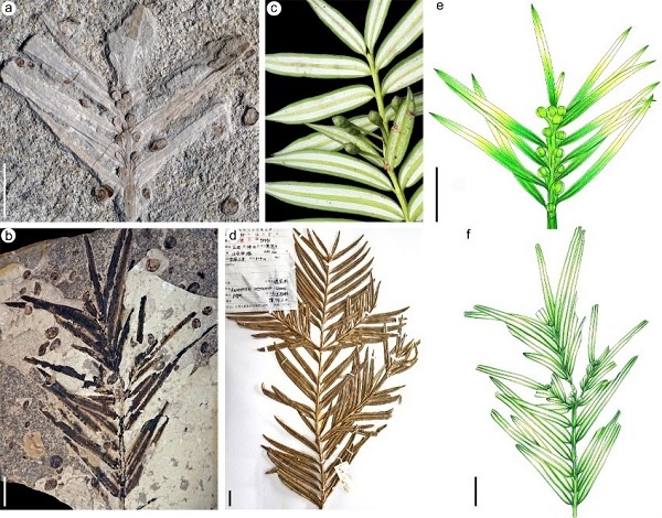 Jurassic plant fossils reveal 160 million years of morphological stasis in catkin-yew