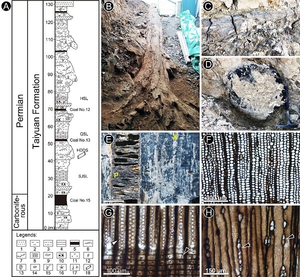 Giant cordaitalean trunks were found from the lower Permian of Yangquan, Shanxi Province