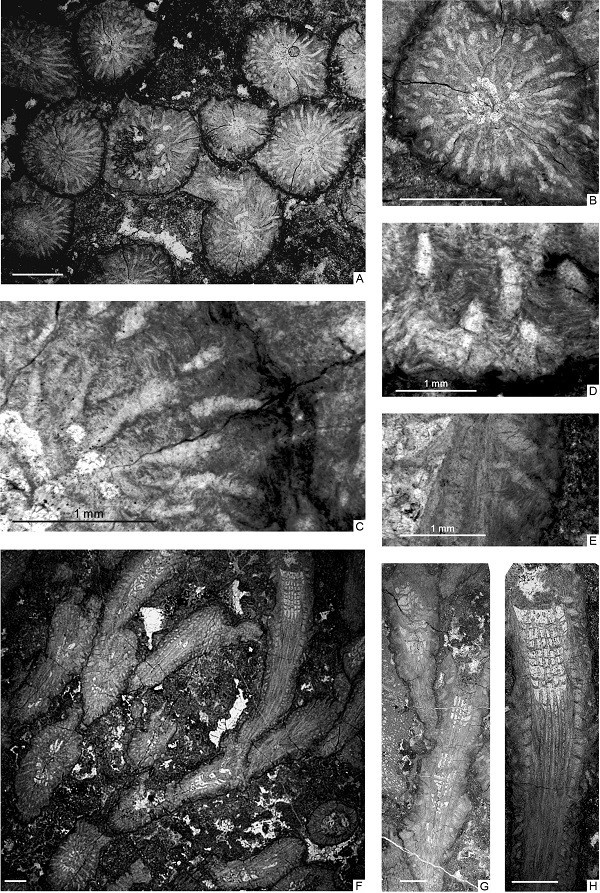 The youngest Ordovician (latest Katian) coral fauna from eastern Australia