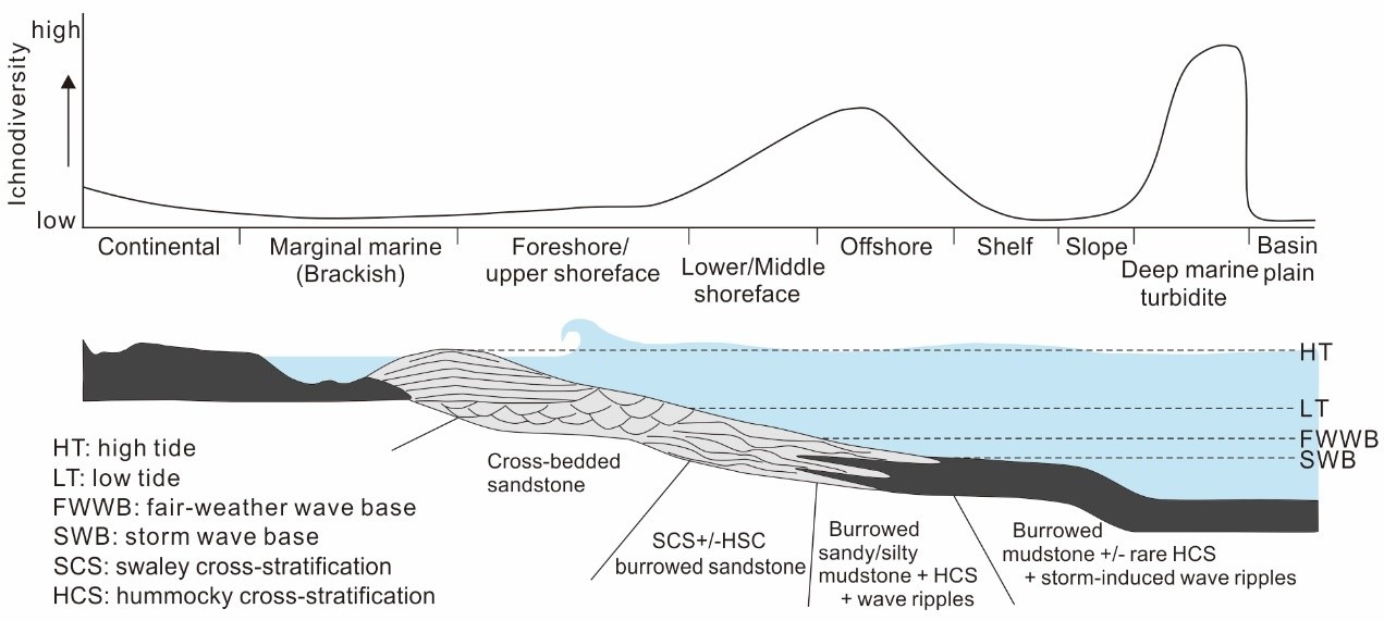 A Reappraisal of the trace fossils as proxy for biotic recovery after the end-Permian mass extinction