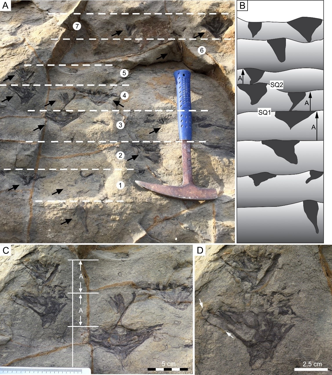 Trace fossils deciphering the ecology of ancient marine animals and sedimentation rate during the deep time ice age during the Permian
