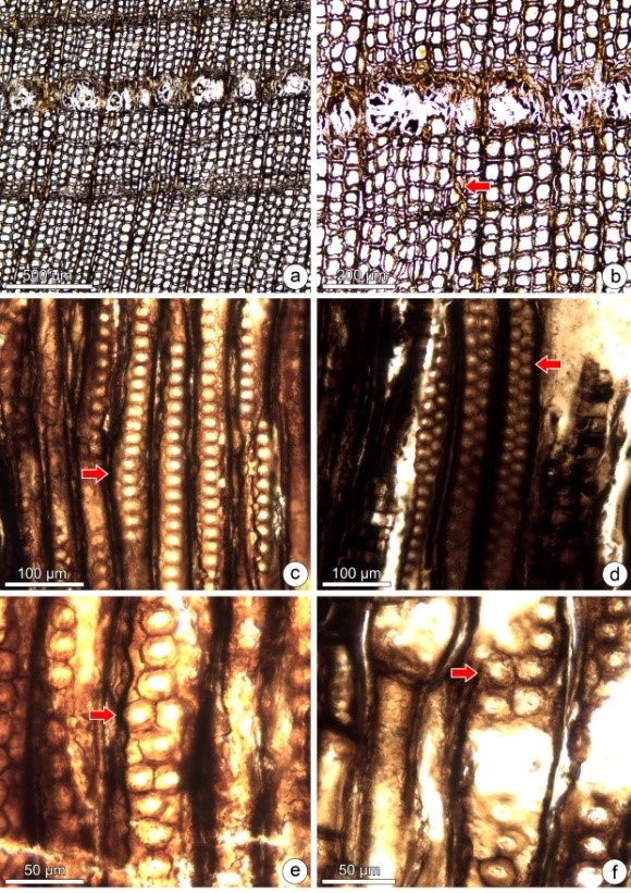 New record of conifer wood found from over 100 million years in Zhejiang Province of eastern China