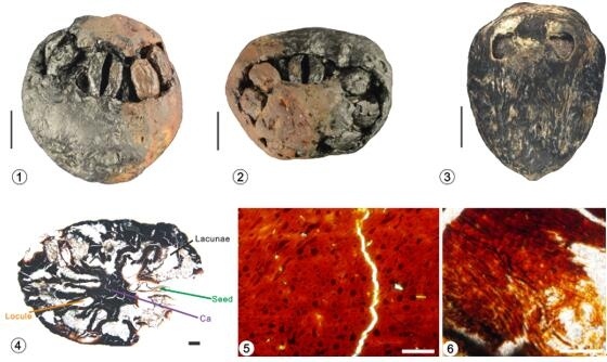 A new Choerospondias endocarp from 15 Ma of Fujian, Southeast China