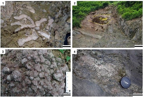 Lower Silurian bryozoans from South China show paleobiogeographic relations to Siberia